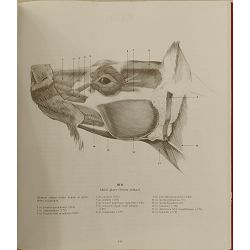 anatomija-skola-crtanja-29766-x1-239_53863.jpg