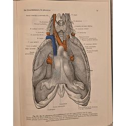 anatomischer-atlas-1-3-74585-set-1322_71916.jpg