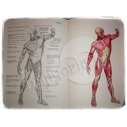 anatomski-atlas-franjo-dolenec--x30-169_14015.jpg