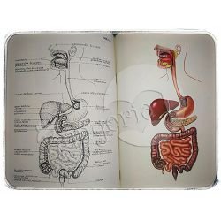 anatomski-atlas-franjo-dolenec--x30-169_14017.jpg