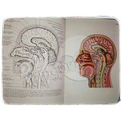 anatomski-atlas-franjo-dolenec--x30-169_14018.jpg
