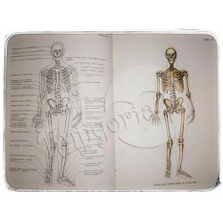 anatomski-atlas-franjo-dolenec--x30-169_14019.jpg