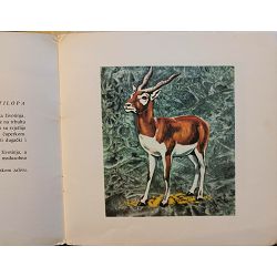 antilope-geremia-ronchi-51610-x241-30_50432.jpg