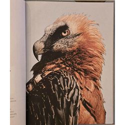 ben-rotherys-weird-and-wonderful-animals-49581-x502-36_73063.jpg