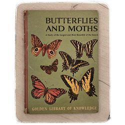 Butterflies and moths;: A study of the largest and most beautiful of the insects