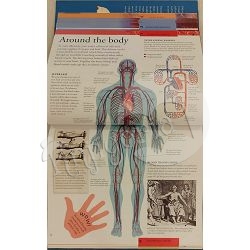 human-body-a-visual-encyclopedia-20053-x233-20_49097.jpg