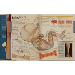 human-body-a-visual-encyclopedia-95816-x233-20_49095.jpg