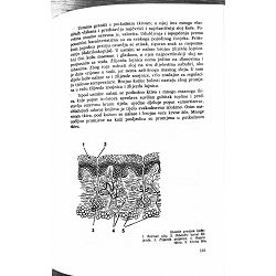 kucni-lijecnik-dijagnosticar-valent-vnuk-96950-x250-3_52608.jpg