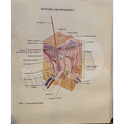 miladys-standard-textbook-for-professional-estheticians-joel-86985-x304-30_66071.jpg