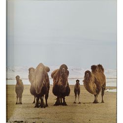 mongolie-les-chemins-de-lhiver-pascal-gertsch-28513-x250-1_52591.jpg