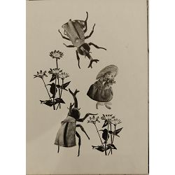 palcica-hans-christian-andersen-95203-x248-39_52446.jpg