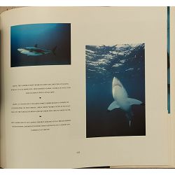 shark-endangered-predator-of-the-sea-58161-enc-737_54544.jpg