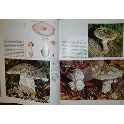 the-world-of-mushroom-uberto-tosco-5654-enc-458_25774.jpg