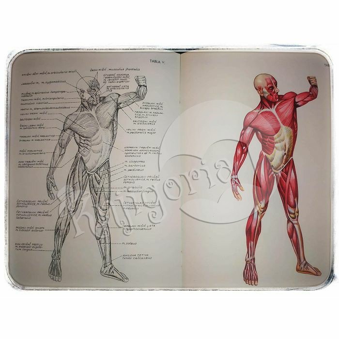 Anatomski atlas Franjo Dolenec 