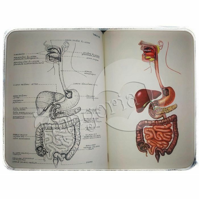 Anatomski atlas Franjo Dolenec 