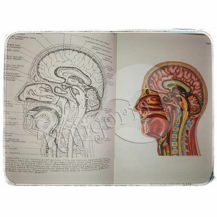 Anatomski atlas Franjo Dolenec 