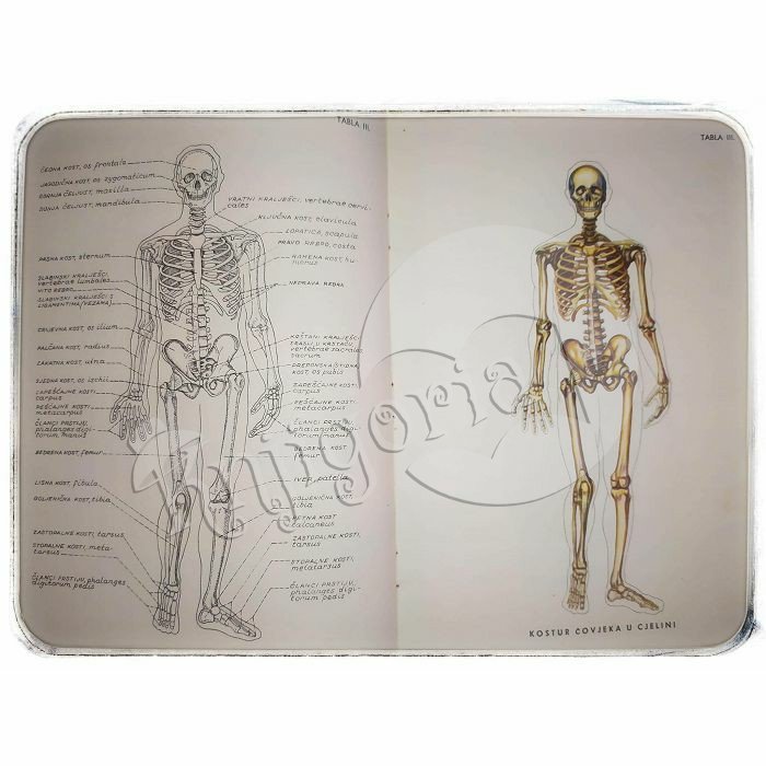 Anatomski atlas Franjo Dolenec 